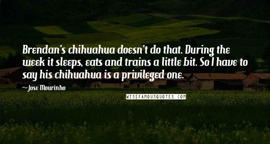 Jose Mourinho Quotes: Brendan's chihuahua doesn't do that. During the week it sleeps, eats and trains a little bit. So I have to say his chihuahua is a privileged one.