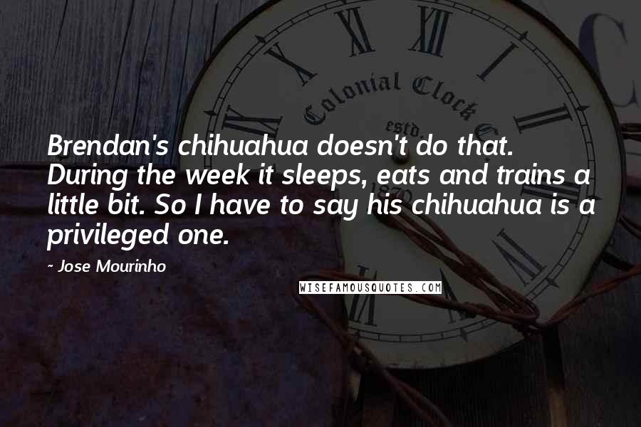 Jose Mourinho Quotes: Brendan's chihuahua doesn't do that. During the week it sleeps, eats and trains a little bit. So I have to say his chihuahua is a privileged one.