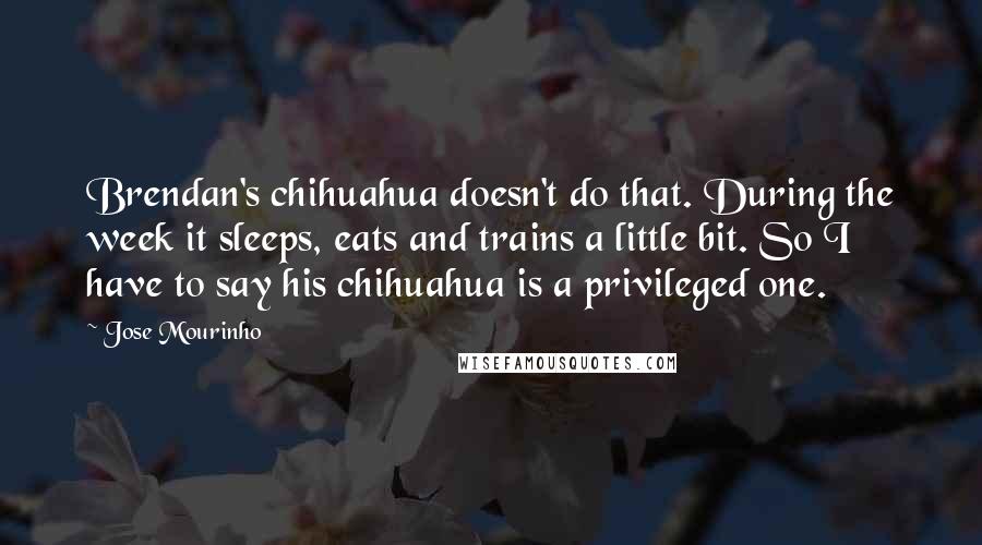 Jose Mourinho Quotes: Brendan's chihuahua doesn't do that. During the week it sleeps, eats and trains a little bit. So I have to say his chihuahua is a privileged one.