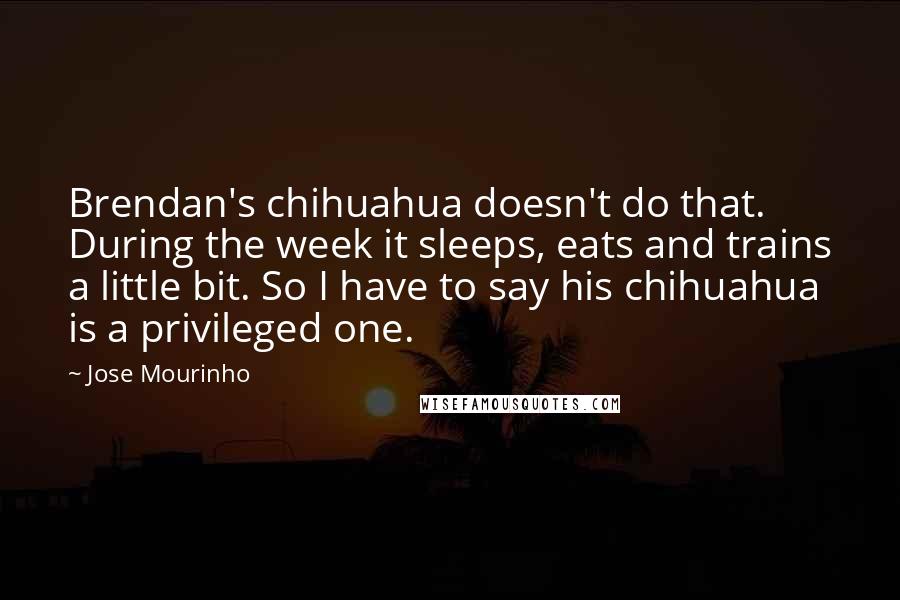 Jose Mourinho Quotes: Brendan's chihuahua doesn't do that. During the week it sleeps, eats and trains a little bit. So I have to say his chihuahua is a privileged one.