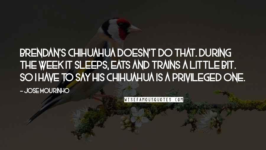 Jose Mourinho Quotes: Brendan's chihuahua doesn't do that. During the week it sleeps, eats and trains a little bit. So I have to say his chihuahua is a privileged one.