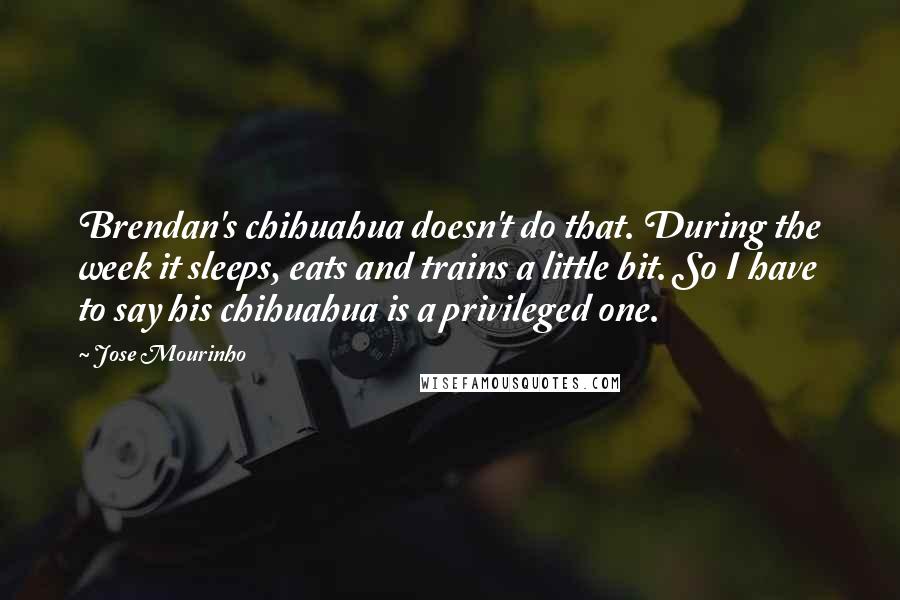 Jose Mourinho Quotes: Brendan's chihuahua doesn't do that. During the week it sleeps, eats and trains a little bit. So I have to say his chihuahua is a privileged one.