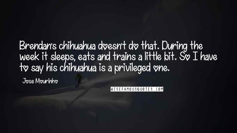 Jose Mourinho Quotes: Brendan's chihuahua doesn't do that. During the week it sleeps, eats and trains a little bit. So I have to say his chihuahua is a privileged one.