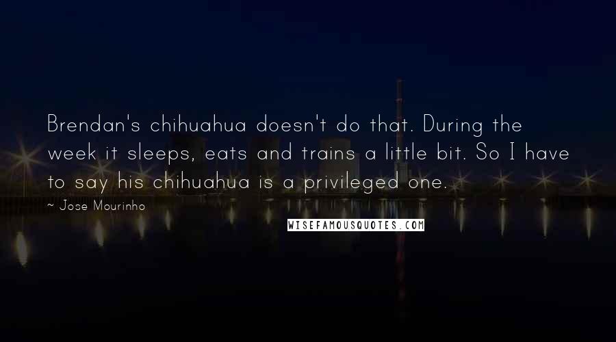 Jose Mourinho Quotes: Brendan's chihuahua doesn't do that. During the week it sleeps, eats and trains a little bit. So I have to say his chihuahua is a privileged one.