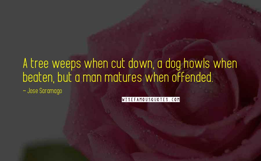 Jose Saramago Quotes: A tree weeps when cut down, a dog howls when beaten, but a man matures when offended.