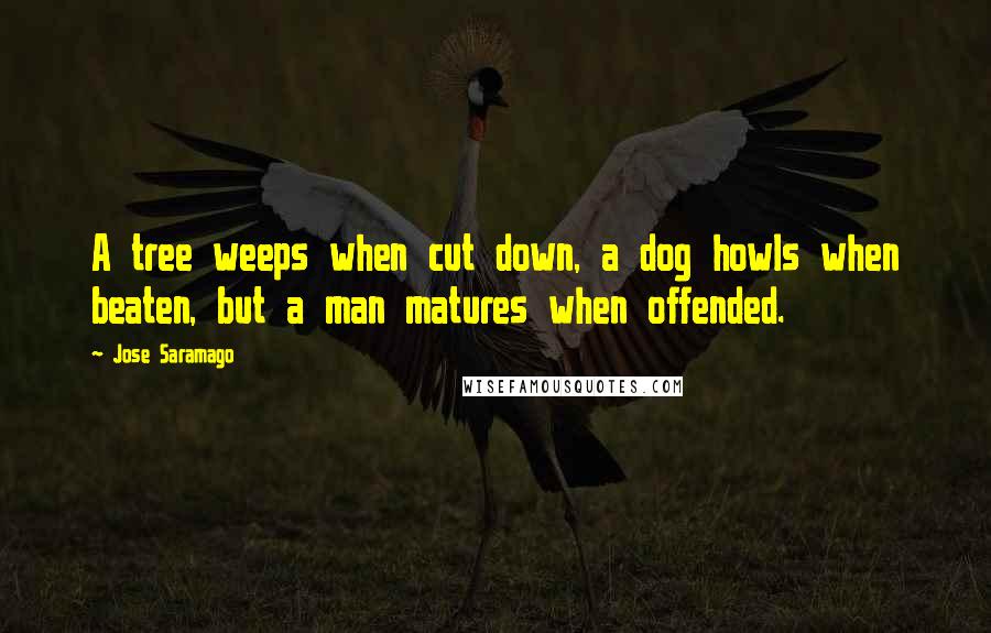 Jose Saramago Quotes: A tree weeps when cut down, a dog howls when beaten, but a man matures when offended.