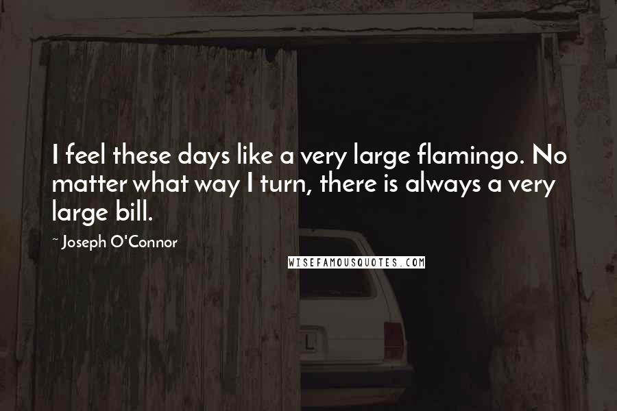 Joseph O'Connor Quotes: I feel these days like a very large flamingo. No matter what way I turn, there is always a very large bill.