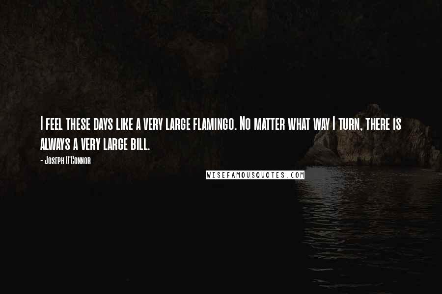 Joseph O'Connor Quotes: I feel these days like a very large flamingo. No matter what way I turn, there is always a very large bill.