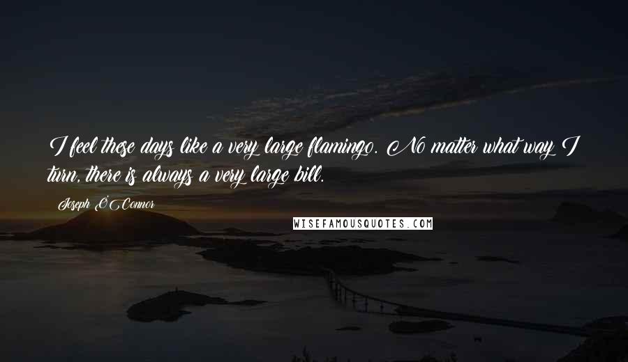 Joseph O'Connor Quotes: I feel these days like a very large flamingo. No matter what way I turn, there is always a very large bill.