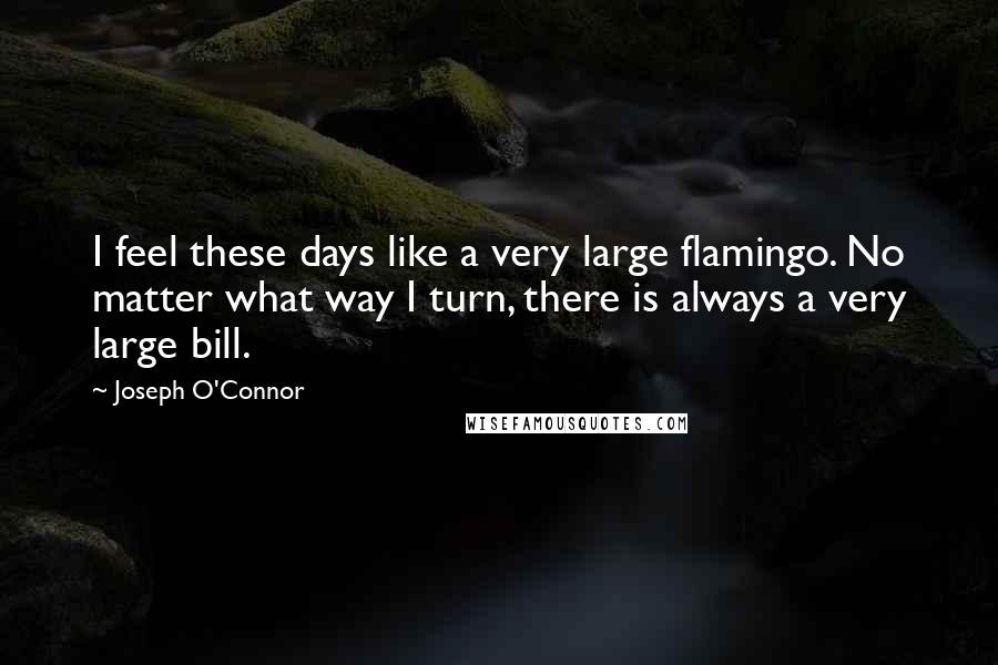 Joseph O'Connor Quotes: I feel these days like a very large flamingo. No matter what way I turn, there is always a very large bill.