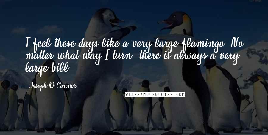 Joseph O'Connor Quotes: I feel these days like a very large flamingo. No matter what way I turn, there is always a very large bill.