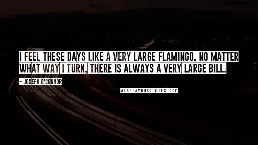 Joseph O'Connor Quotes: I feel these days like a very large flamingo. No matter what way I turn, there is always a very large bill.