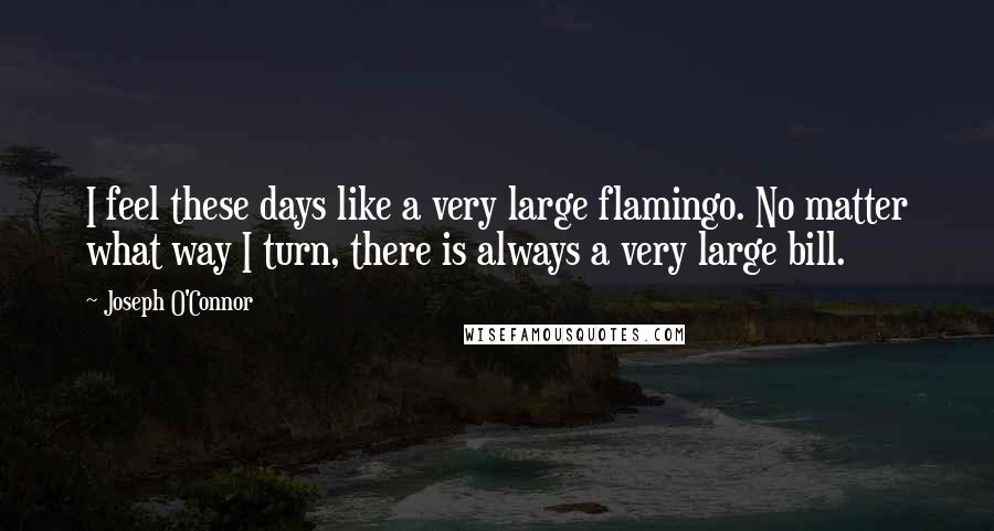 Joseph O'Connor Quotes: I feel these days like a very large flamingo. No matter what way I turn, there is always a very large bill.