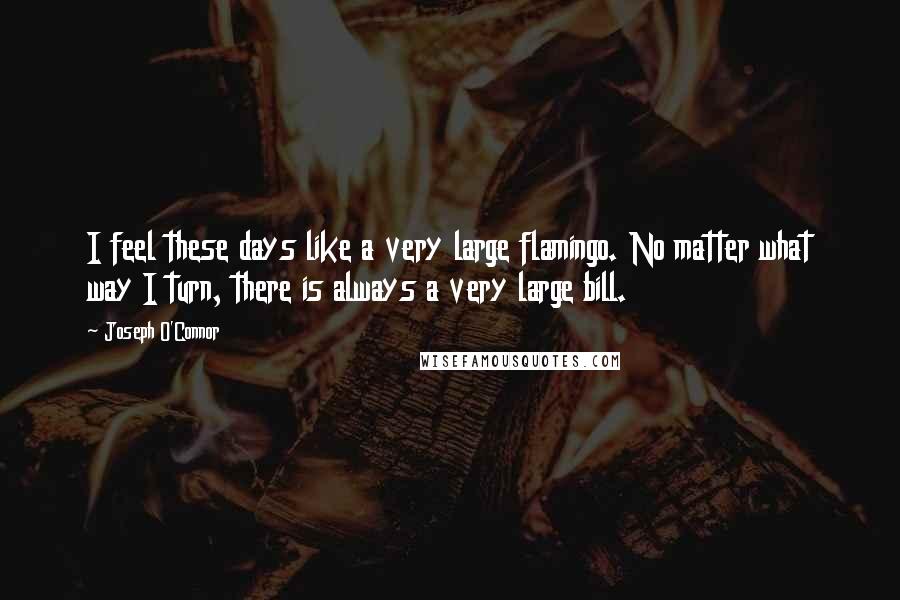 Joseph O'Connor Quotes: I feel these days like a very large flamingo. No matter what way I turn, there is always a very large bill.