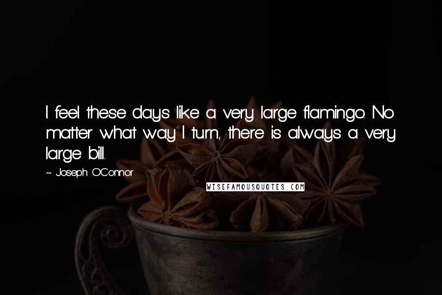 Joseph O'Connor Quotes: I feel these days like a very large flamingo. No matter what way I turn, there is always a very large bill.