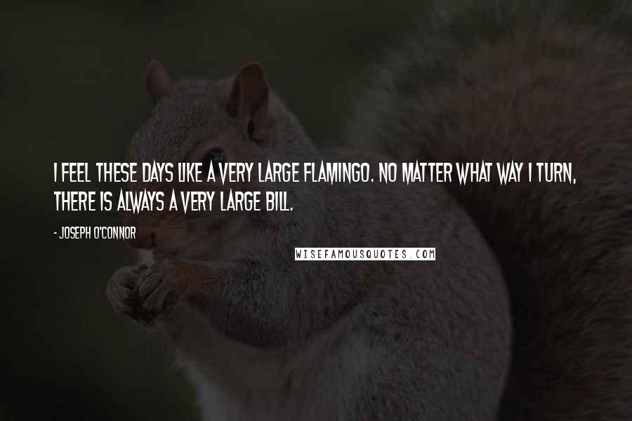 Joseph O'Connor Quotes: I feel these days like a very large flamingo. No matter what way I turn, there is always a very large bill.