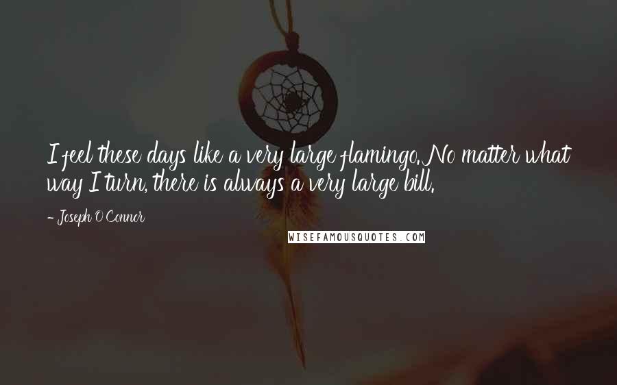 Joseph O'Connor Quotes: I feel these days like a very large flamingo. No matter what way I turn, there is always a very large bill.