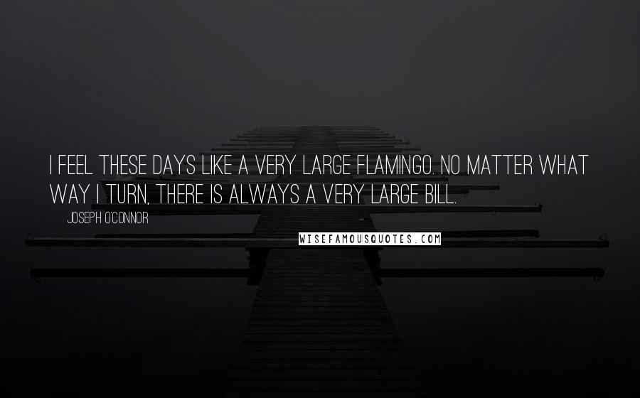 Joseph O'Connor Quotes: I feel these days like a very large flamingo. No matter what way I turn, there is always a very large bill.