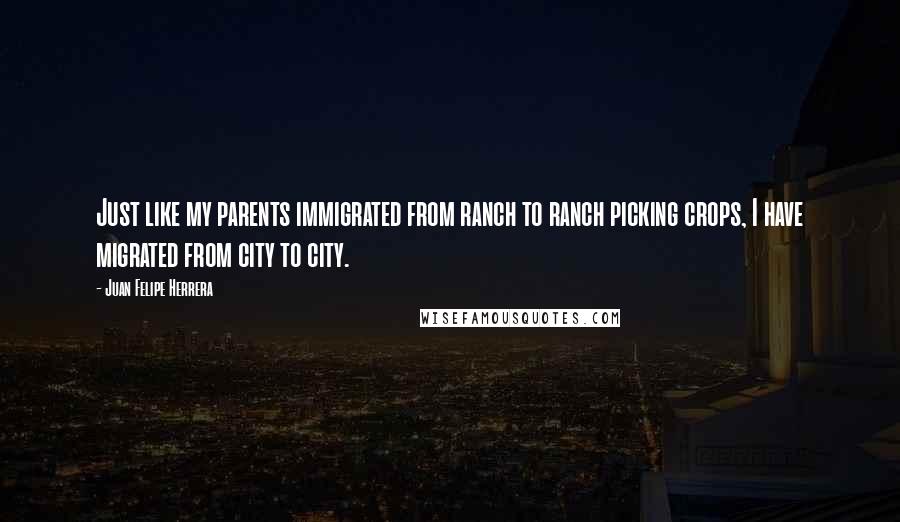 Juan Felipe Herrera Quotes: Just like my parents immigrated from ranch to ranch picking crops, I have migrated from city to city.