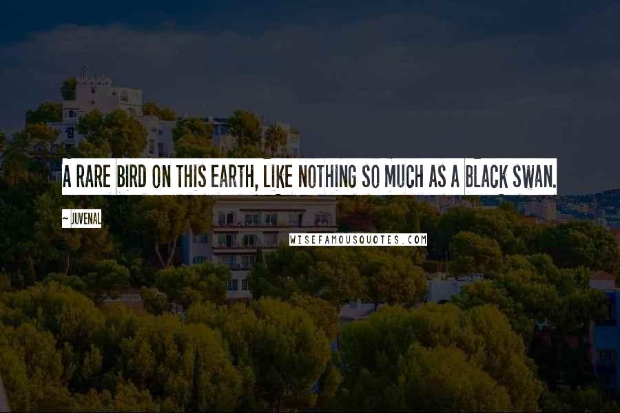 Juvenal Quotes: A rare bird on this earth, like nothing so much as a black swan.