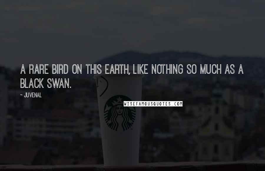 Juvenal Quotes: A rare bird on this earth, like nothing so much as a black swan.