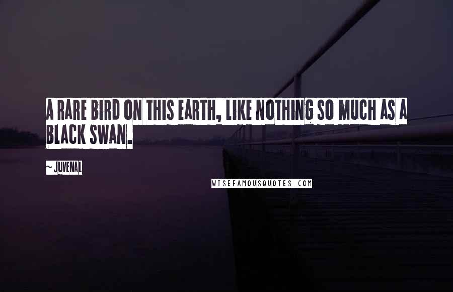 Juvenal Quotes: A rare bird on this earth, like nothing so much as a black swan.