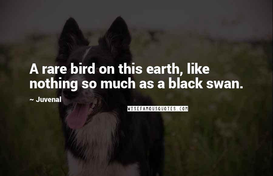 Juvenal Quotes: A rare bird on this earth, like nothing so much as a black swan.