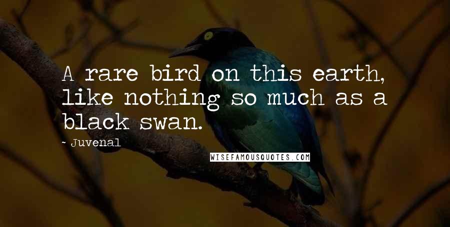 Juvenal Quotes: A rare bird on this earth, like nothing so much as a black swan.