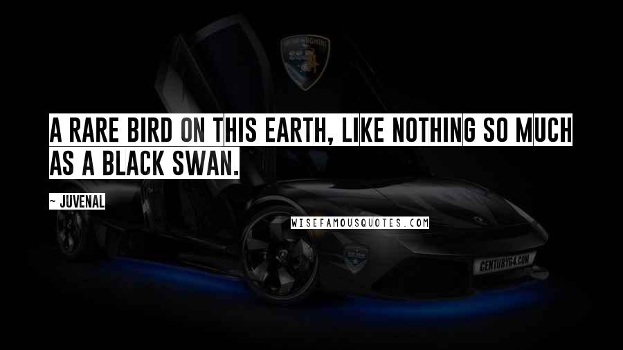 Juvenal Quotes: A rare bird on this earth, like nothing so much as a black swan.