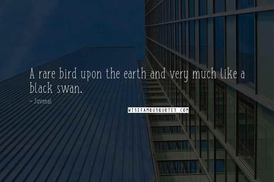 Juvenal Quotes: A rare bird upon the earth and very much like a black swan.