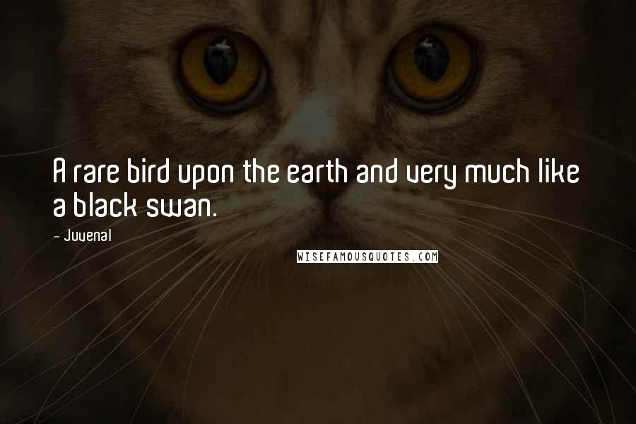Juvenal Quotes: A rare bird upon the earth and very much like a black swan.