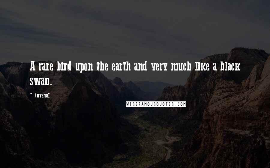 Juvenal Quotes: A rare bird upon the earth and very much like a black swan.