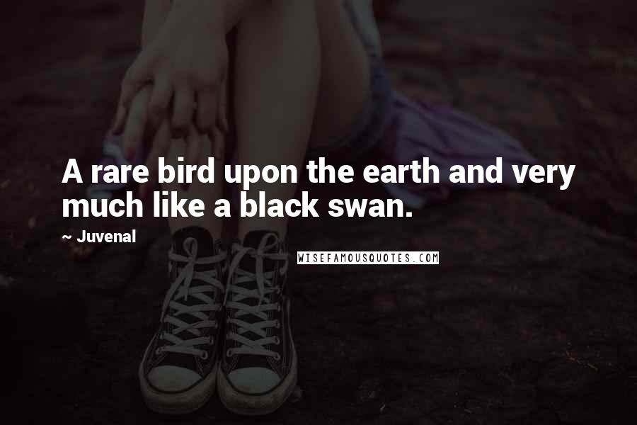 Juvenal Quotes: A rare bird upon the earth and very much like a black swan.
