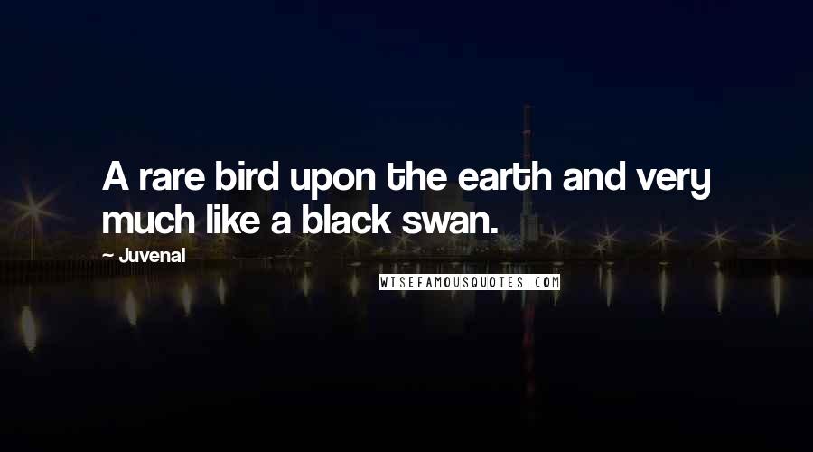 Juvenal Quotes: A rare bird upon the earth and very much like a black swan.