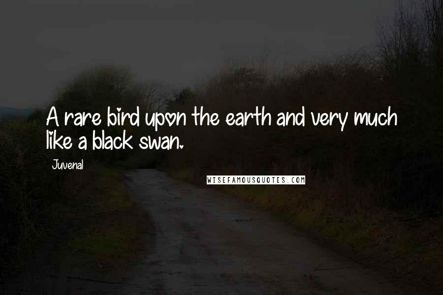 Juvenal Quotes: A rare bird upon the earth and very much like a black swan.