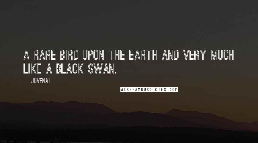 Juvenal Quotes: A rare bird upon the earth and very much like a black swan.