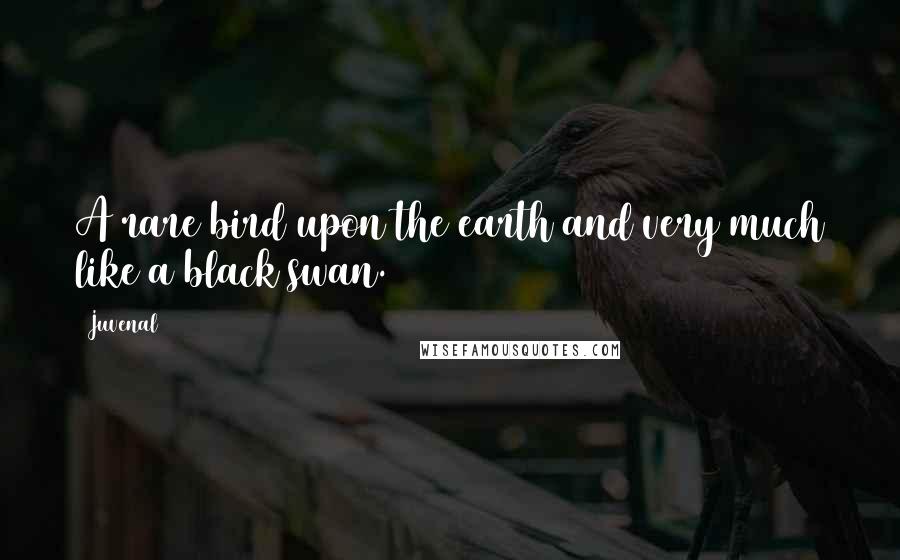 Juvenal Quotes: A rare bird upon the earth and very much like a black swan.