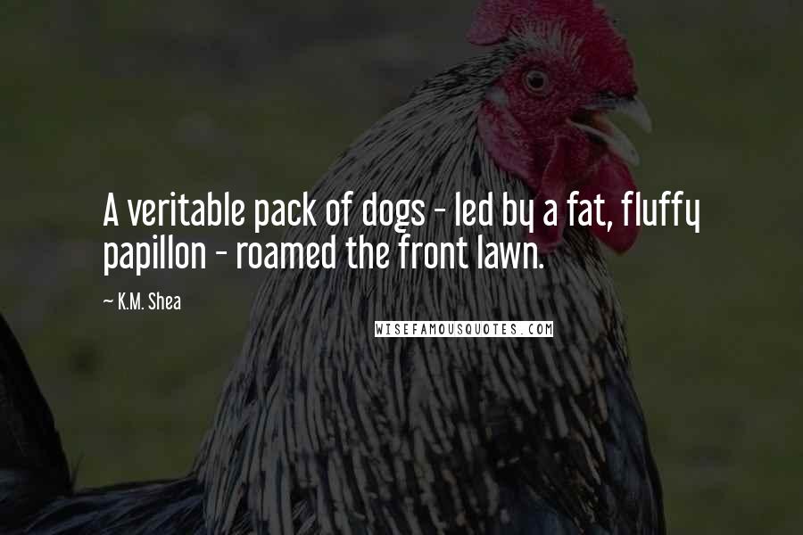 K.M. Shea Quotes: A veritable pack of dogs - led by a fat, fluffy papillon - roamed the front lawn.