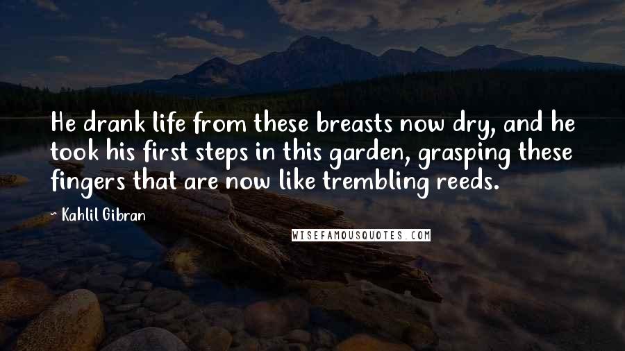 Kahlil Gibran Quotes: He drank life from these breasts now dry, and he took his first steps in this garden, grasping these fingers that are now like trembling reeds.