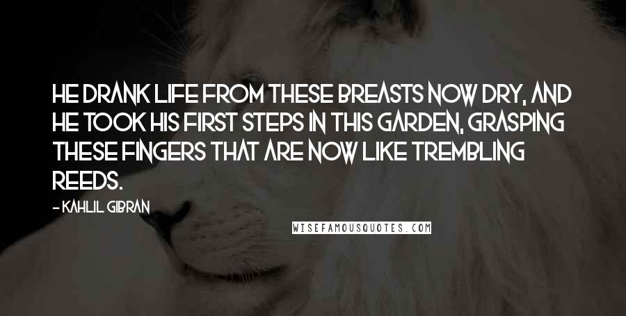 Kahlil Gibran Quotes: He drank life from these breasts now dry, and he took his first steps in this garden, grasping these fingers that are now like trembling reeds.