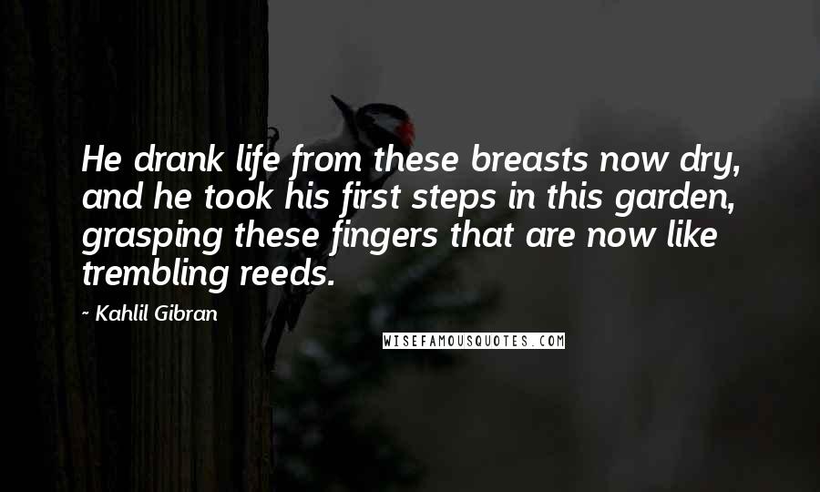 Kahlil Gibran Quotes: He drank life from these breasts now dry, and he took his first steps in this garden, grasping these fingers that are now like trembling reeds.