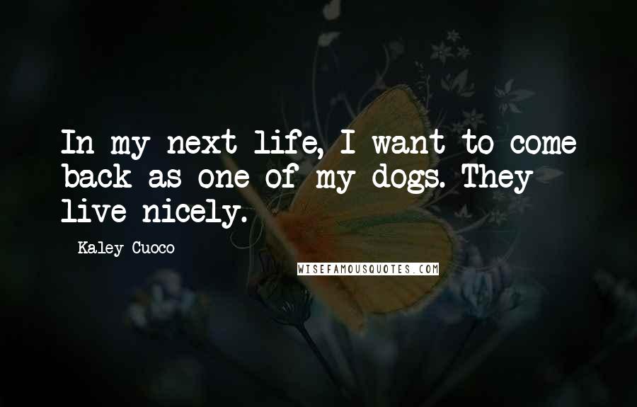 Kaley Cuoco Quotes: In my next life, I want to come back as one of my dogs. They live nicely.