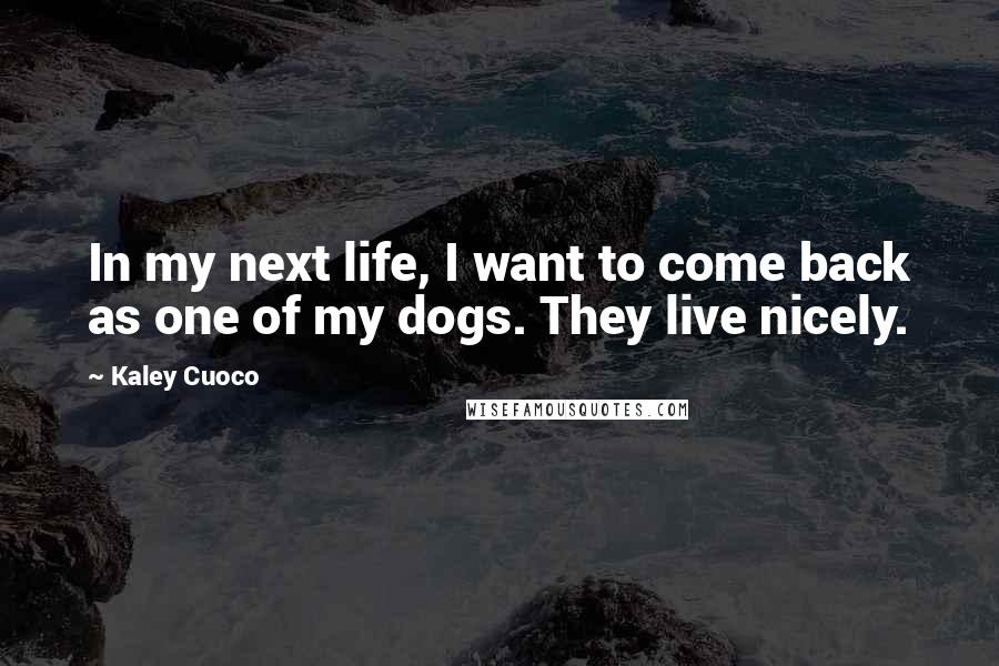 Kaley Cuoco Quotes: In my next life, I want to come back as one of my dogs. They live nicely.