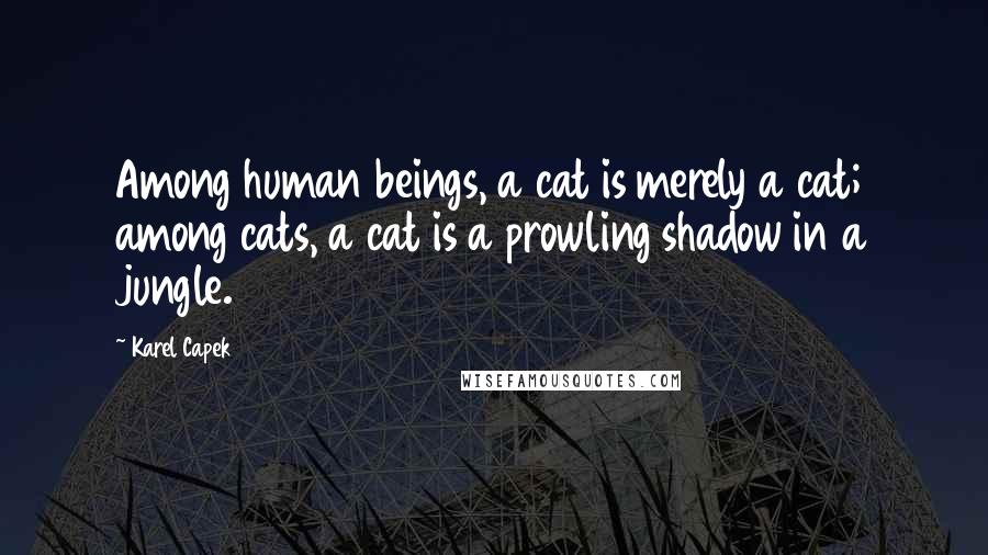 Karel Capek Quotes: Among human beings, a cat is merely a cat; among cats, a cat is a prowling shadow in a jungle.