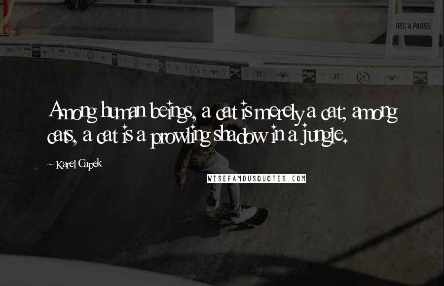 Karel Capek Quotes: Among human beings, a cat is merely a cat; among cats, a cat is a prowling shadow in a jungle.