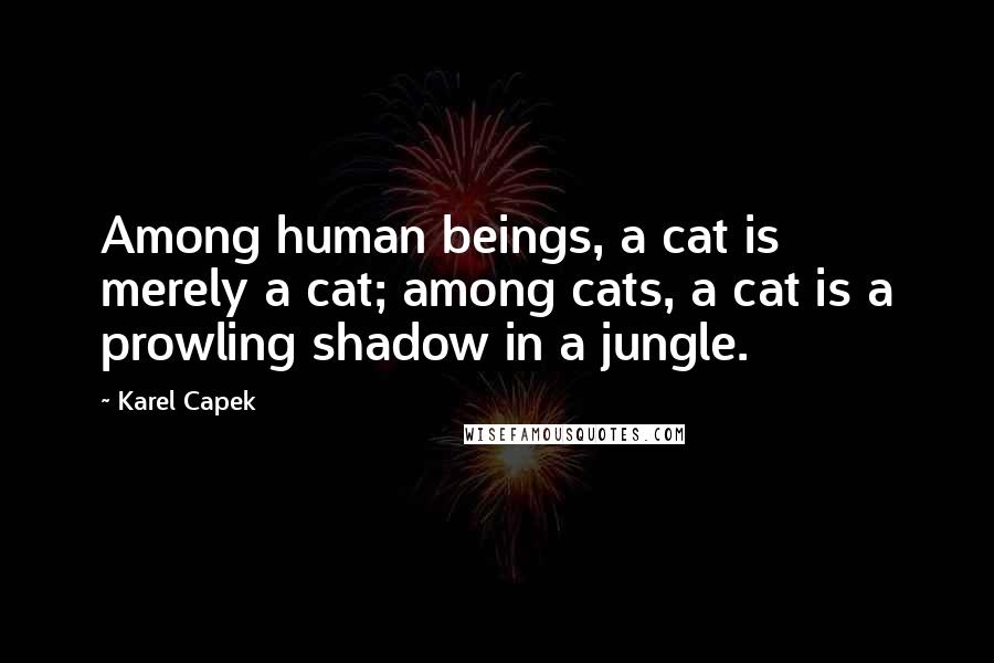 Karel Capek Quotes: Among human beings, a cat is merely a cat; among cats, a cat is a prowling shadow in a jungle.