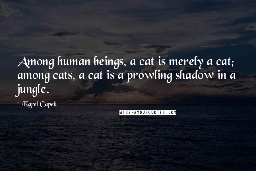 Karel Capek Quotes: Among human beings, a cat is merely a cat; among cats, a cat is a prowling shadow in a jungle.