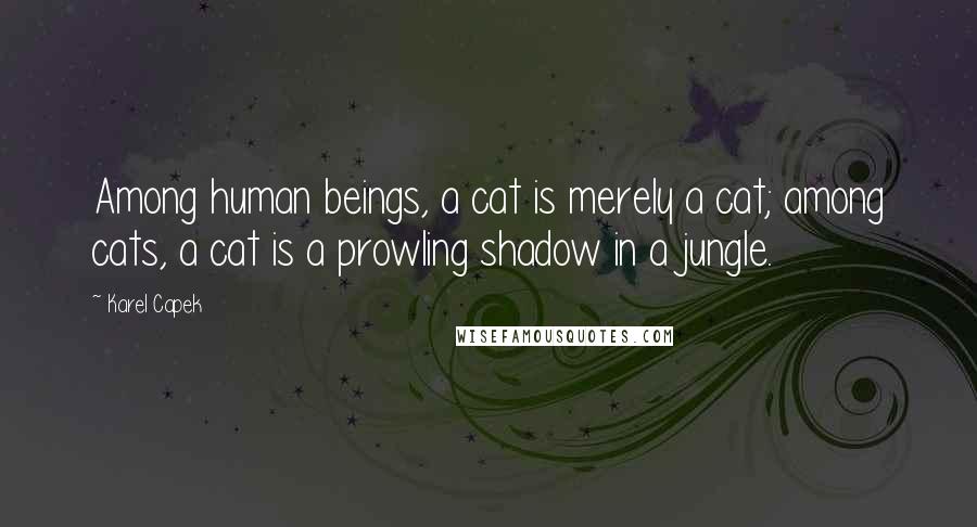 Karel Capek Quotes: Among human beings, a cat is merely a cat; among cats, a cat is a prowling shadow in a jungle.