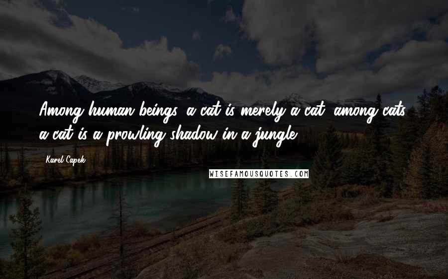 Karel Capek Quotes: Among human beings, a cat is merely a cat; among cats, a cat is a prowling shadow in a jungle.