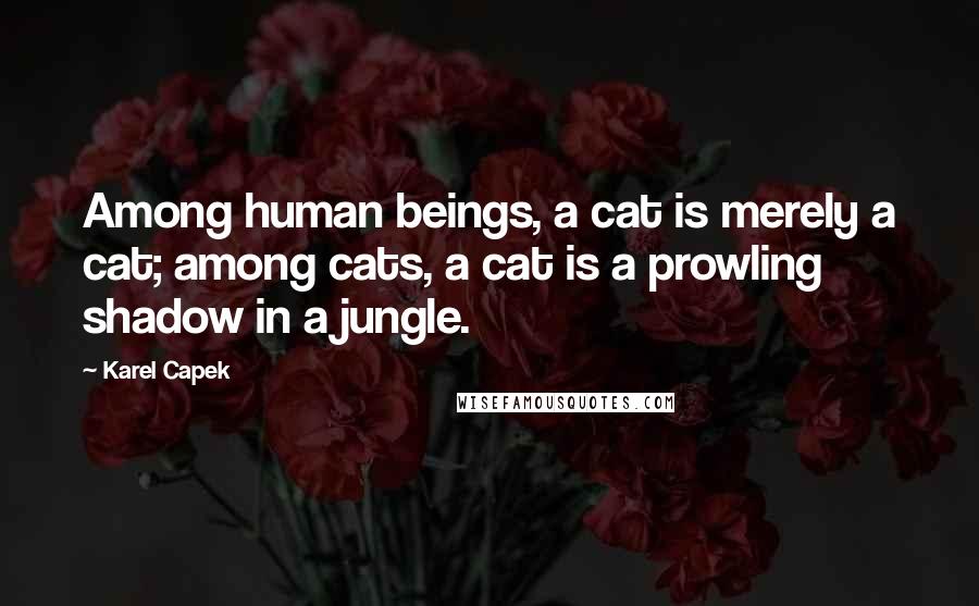 Karel Capek Quotes: Among human beings, a cat is merely a cat; among cats, a cat is a prowling shadow in a jungle.